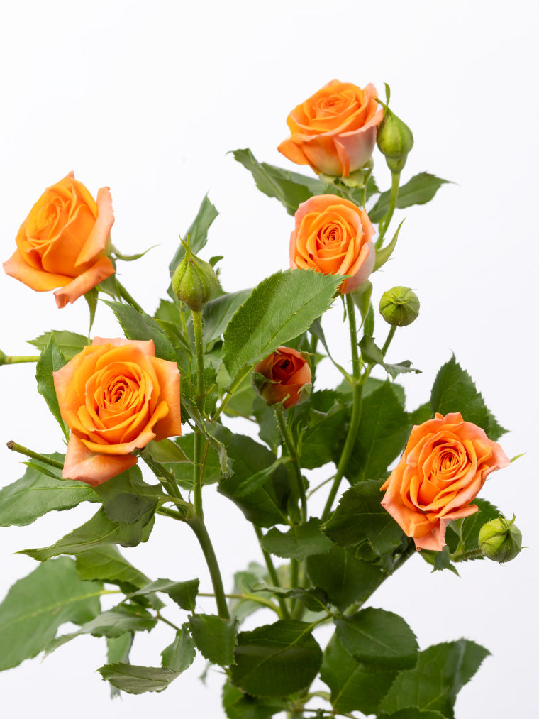 Spray Rose Orange Orange Babe VP Gorge