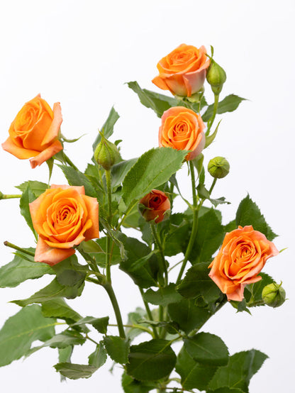Spray Rose Orange Orange Babe VP Gorge