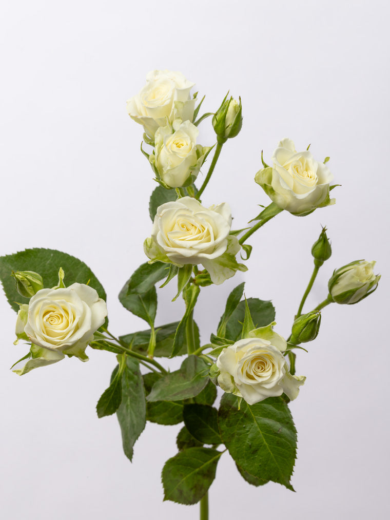 Spray Rose White Snowflake VP Gorge