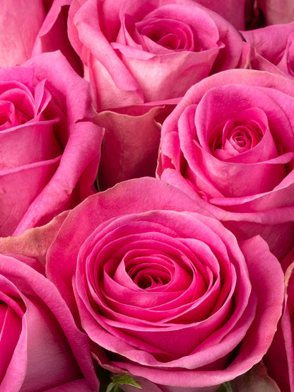 Rose Pink Pink Arrow FleurAfrica
