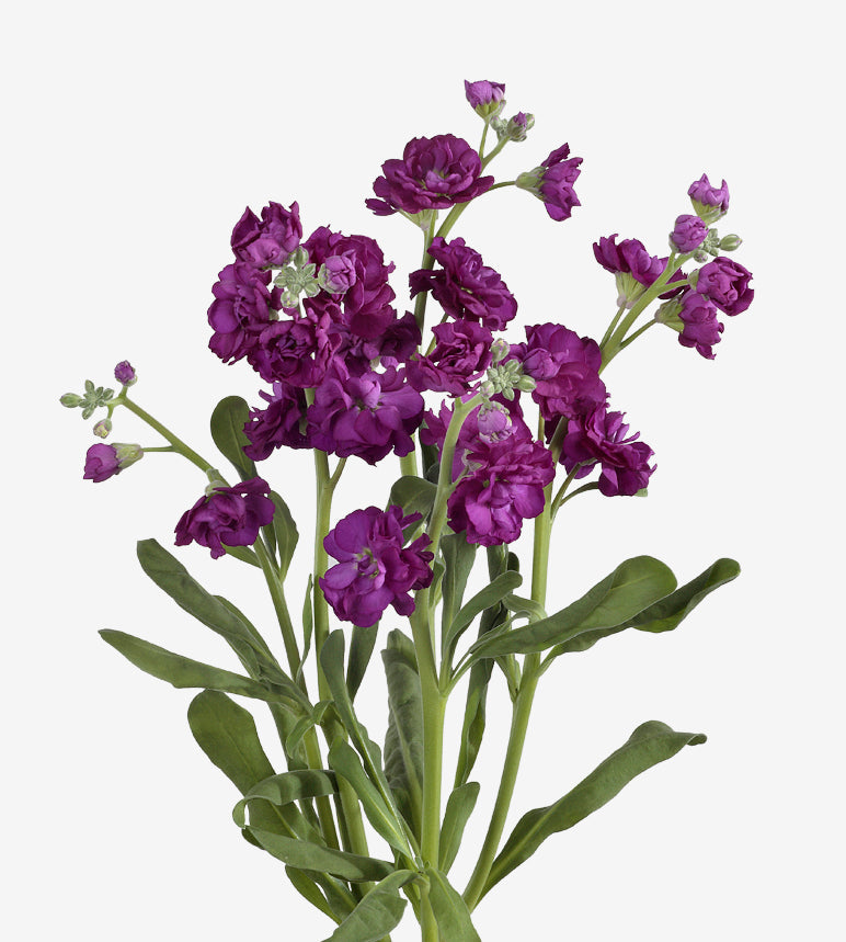 Spray Stocks Purple Double Elite