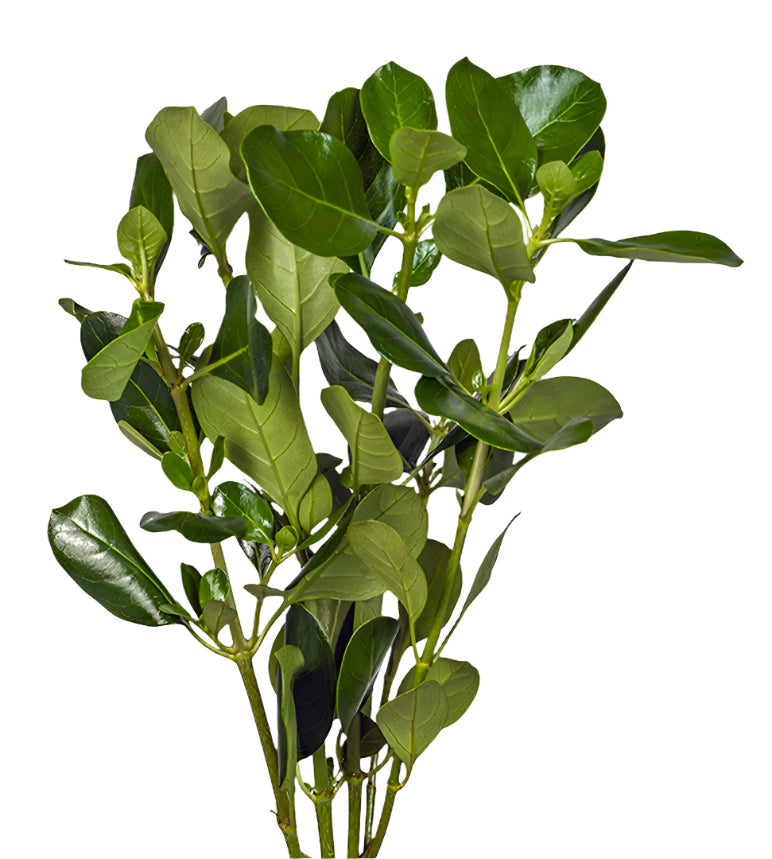Pitto Green Pittosporum Agriver