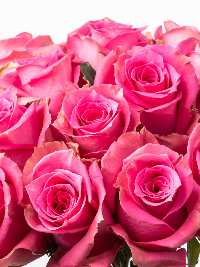 Rose Pink Annakyra VP Bemack