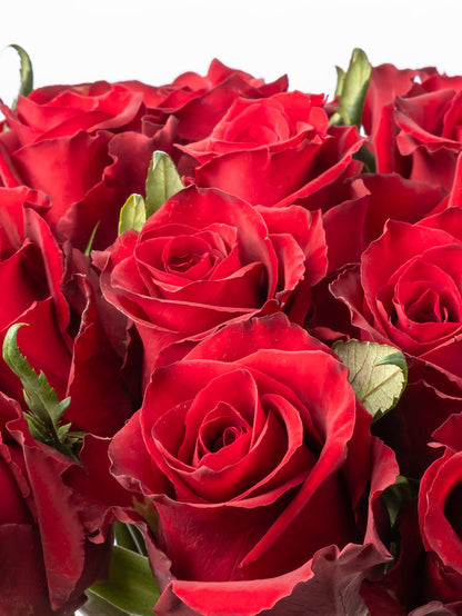 Rose Red Everred VP Bemack
