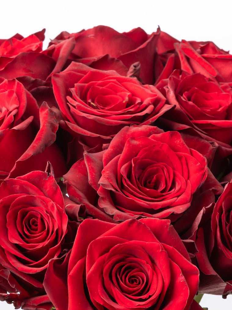 Rose Red Explorer VP Bemack