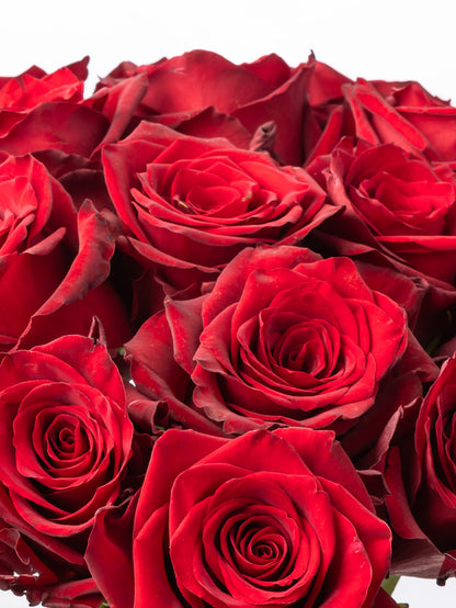 Rose Red Explorer VP Bemack