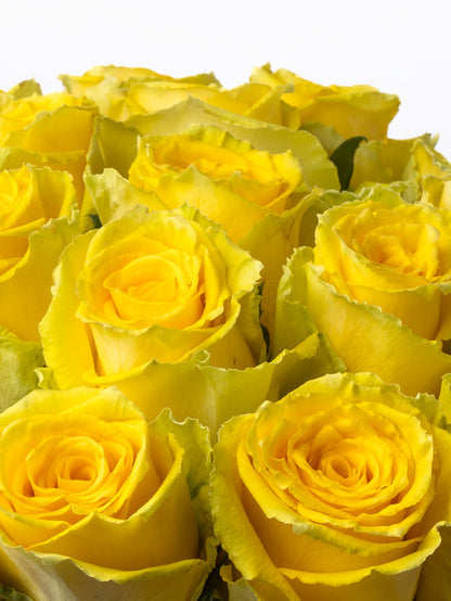 Rose Yellow Good Times VP Bemack