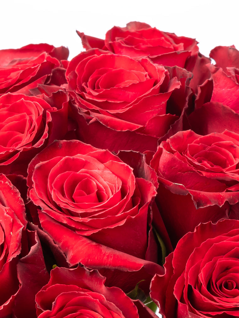 Rose Red Madame Red VP Bemack