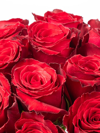 Rose Red Madame Red VP Bemack