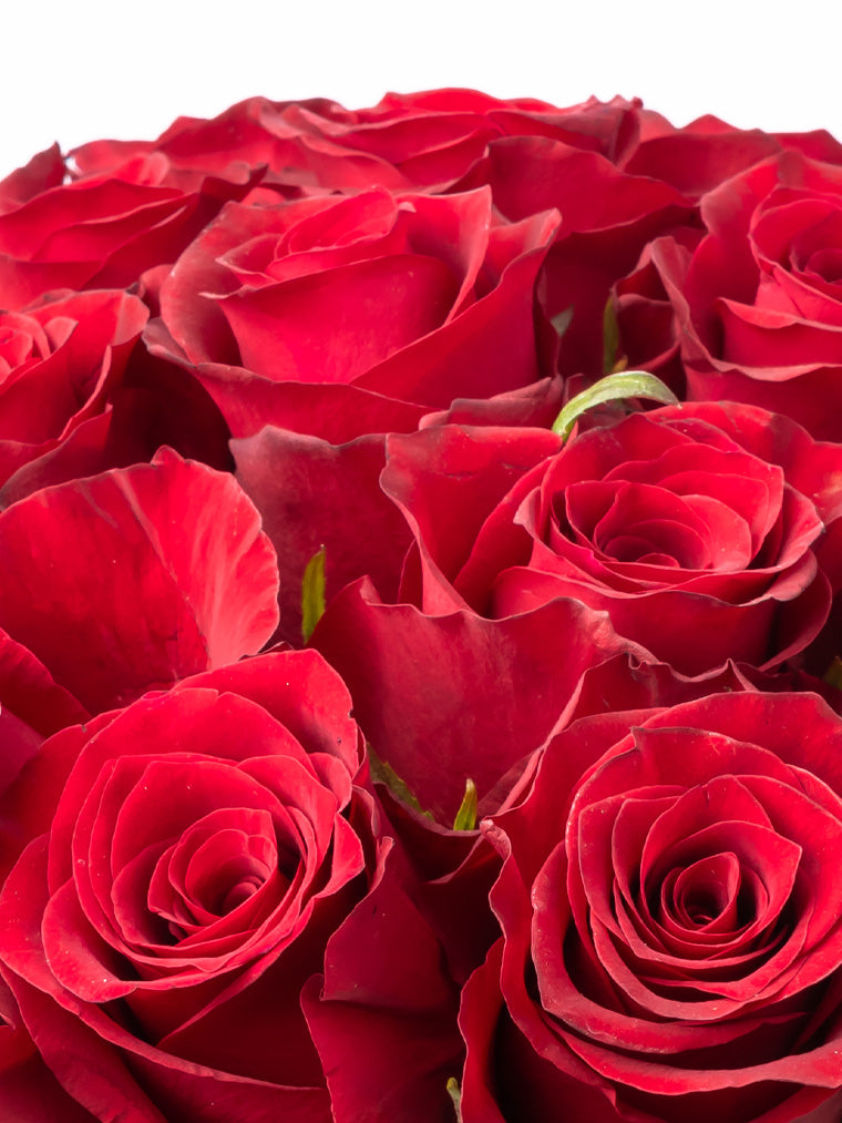 Rose Red Nazca VP Bemack