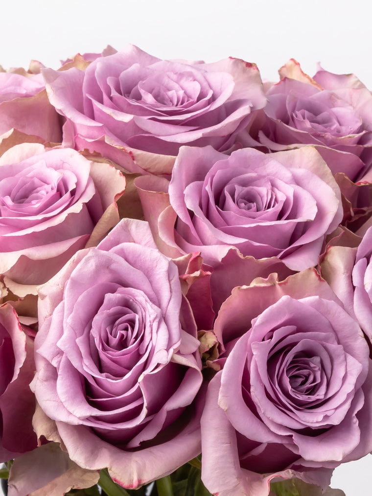 Rose Purple Nightingale VP Bemack