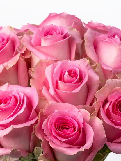 Rose Pink Revival VP Bemack