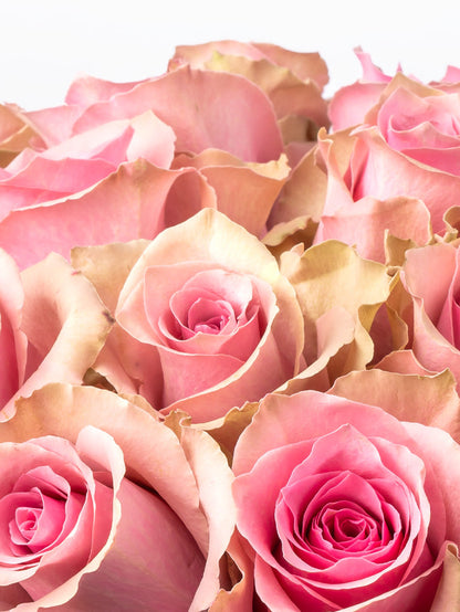 Rose Pink Rose Royce VP Bemack