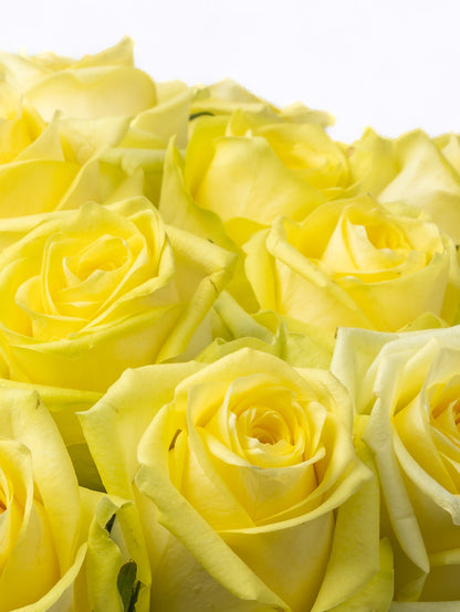Rose Yellow Lemoncello VP Timau