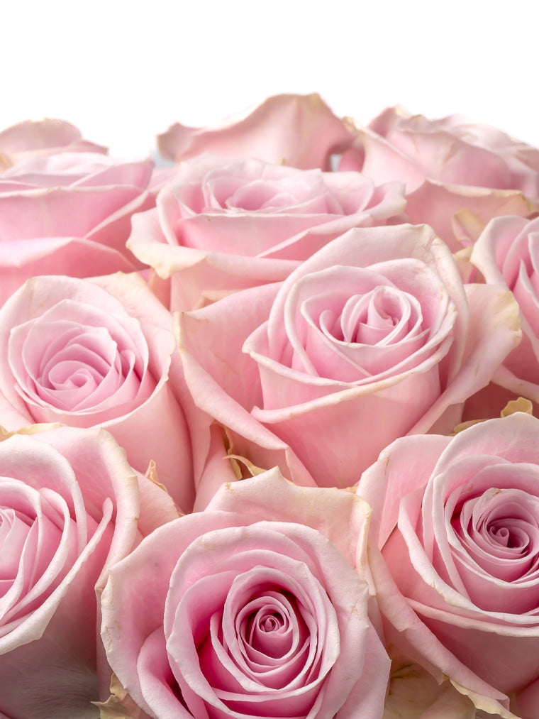 Rose Pink Lena VP Timau