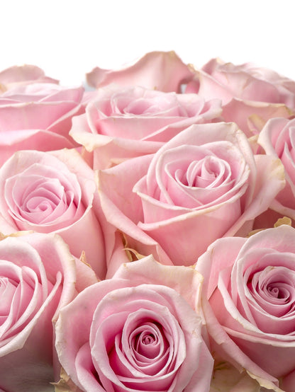 Rose Pink Lena VP Timau