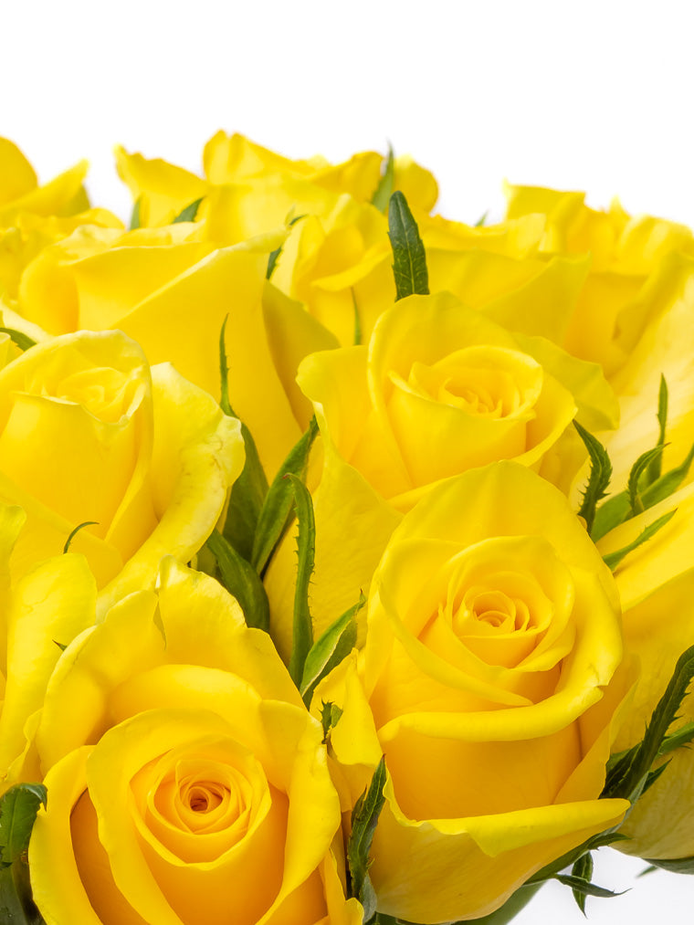 Rose Yellow Moonwalk VP Timau