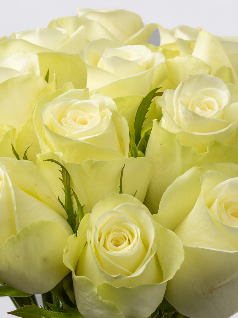 Rose White Natures White VP Timau