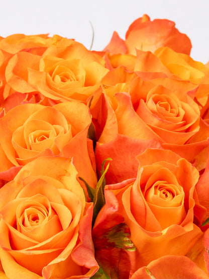 Rose Orange Orange Wave VP Timau