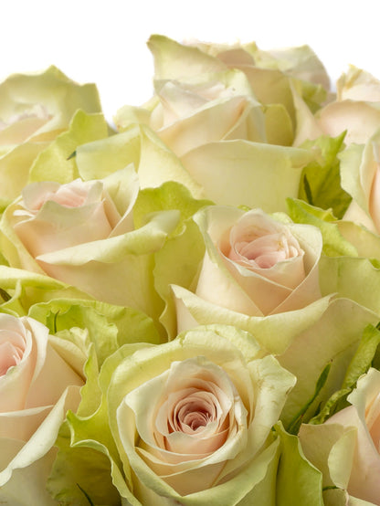 Rose Pink Athena Royale VP Timau