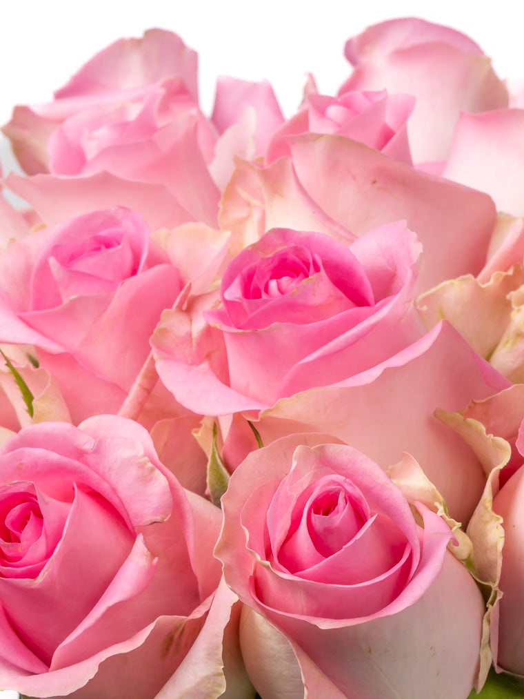 Rose Pink Revival VP Timau