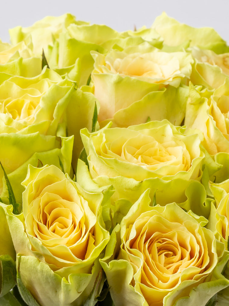 Rose Yellow Sandstorm VP Timau