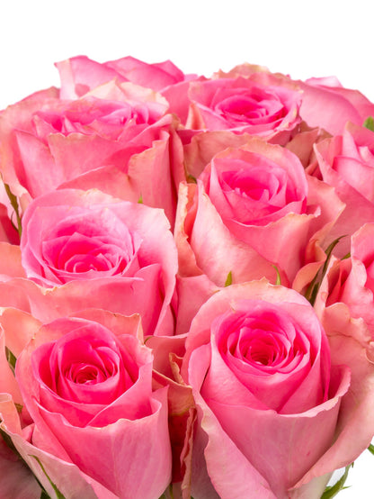 Rose Pink Smoothie VP Timau