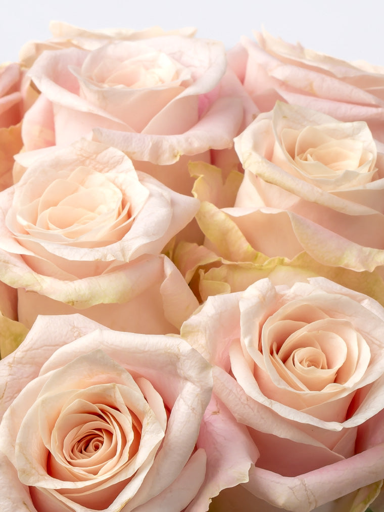 Rose Pink Sweet Mansi VP Timau