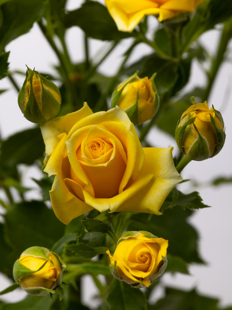 Spray Rose Yellow Mariah VP Gorge