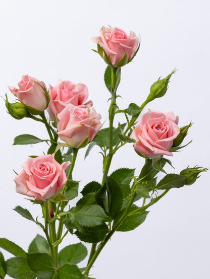 Spray Rose Pink Odilia VP Gorge
