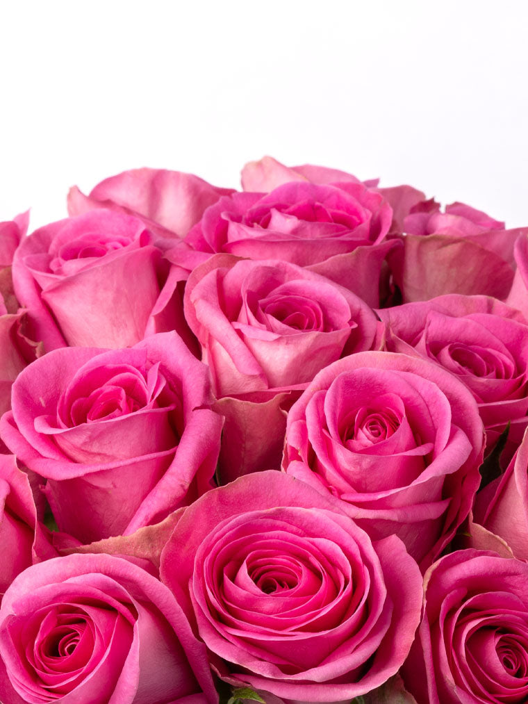 Rose Pink Pink Arrow FleurAfrica