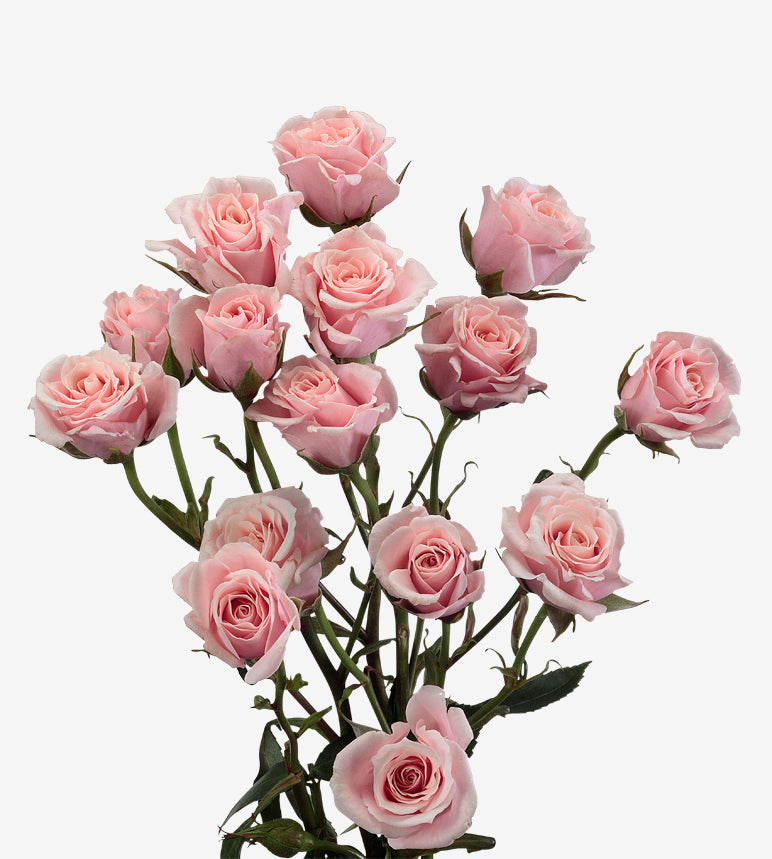 Spray Rose Majolika Pink Wayuu  Colombia