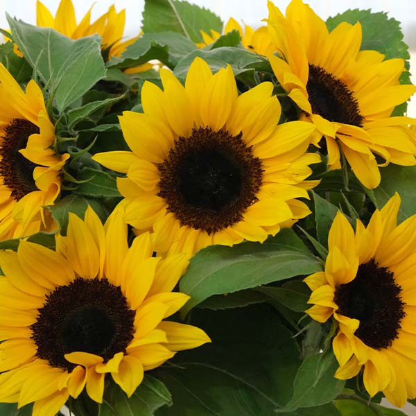 Sunflowers Yellow Sunrich Naylors