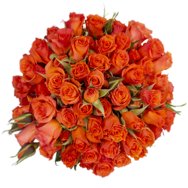 Spray Rose Orange Alegria Alma