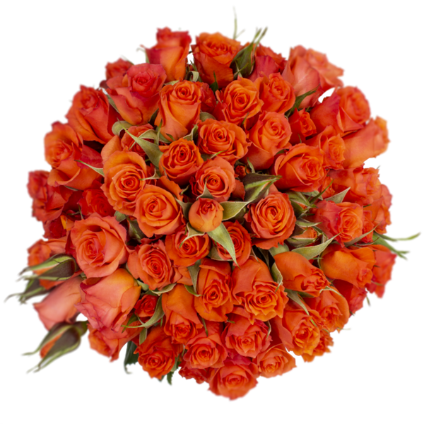 Spray Rose Orange Alegria Alma