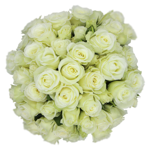 Spray Rose White Alma White Alma