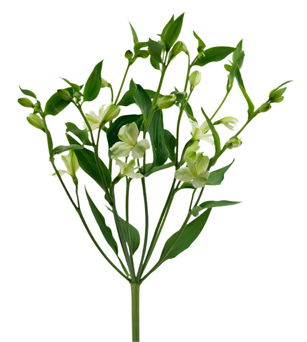 Alstroemeria White Florinca Novi Elite