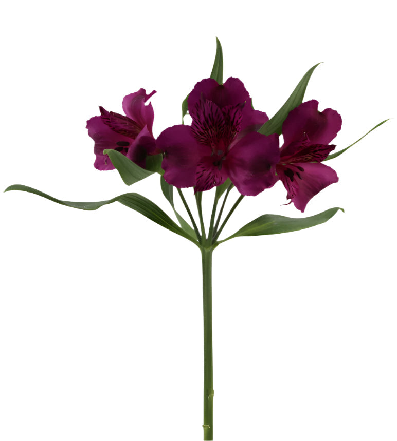 Alstroemeria Purple Aaron  Elite