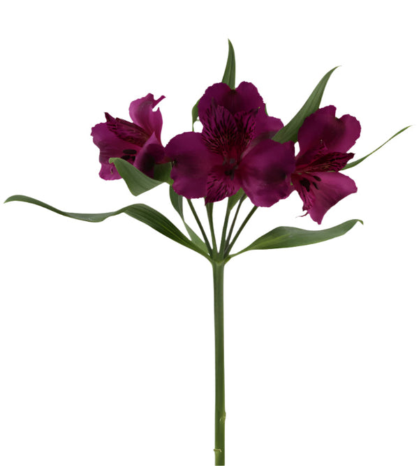 Alstroemeria Purple Aaron  Elite