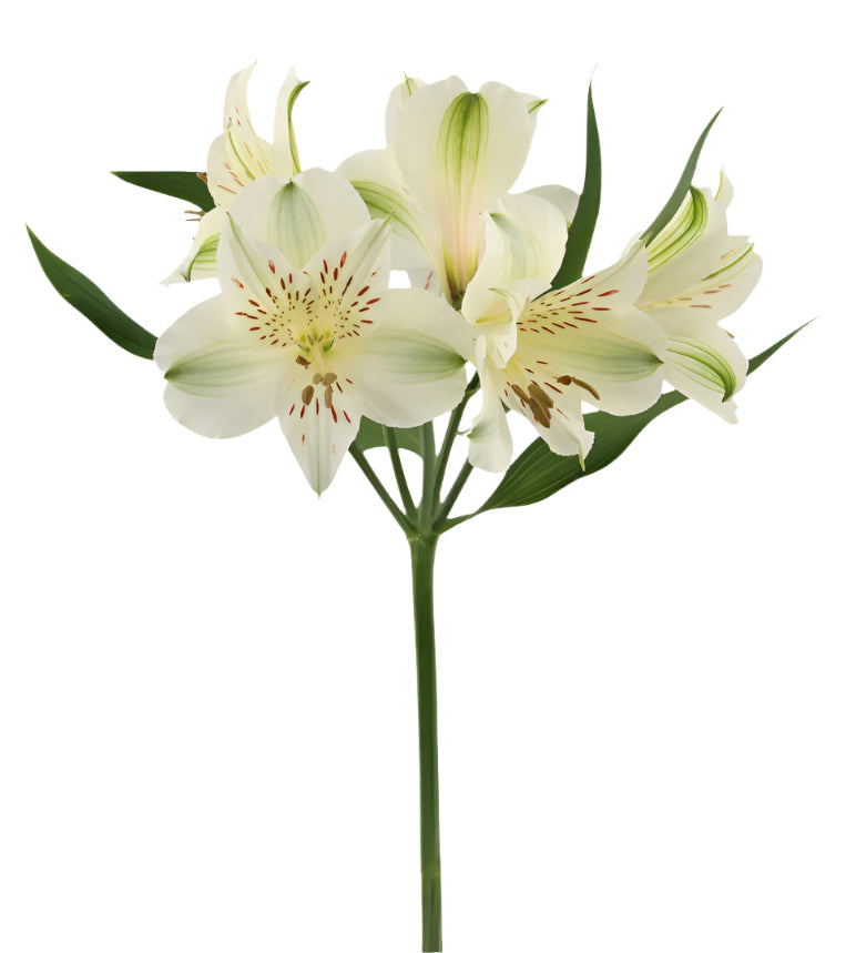 Alstroemeria White Akemi Elite