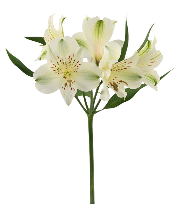 Alstroemeria White Akemi Elite
