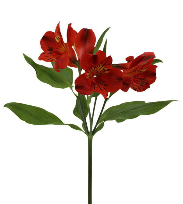 Alstroemeria Red Angelina Elite