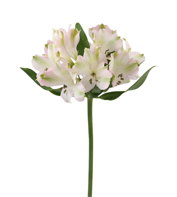 Alstroemeria White Aspen Elite