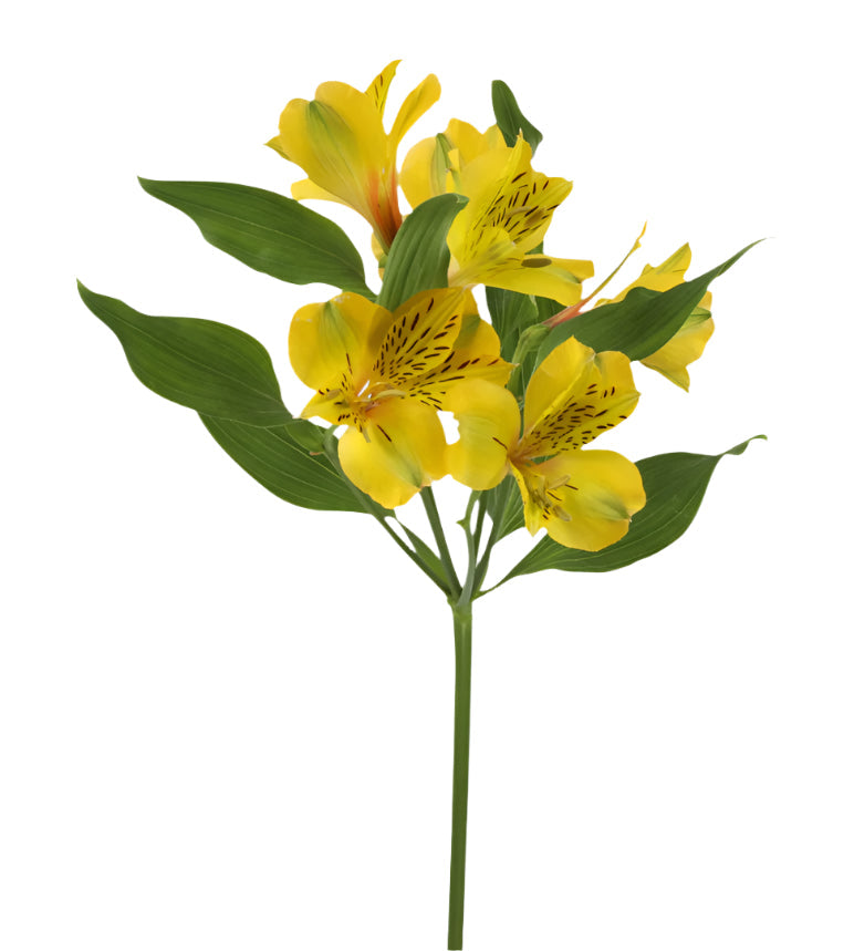 Alstroemeria Yellow Bella Star Elite