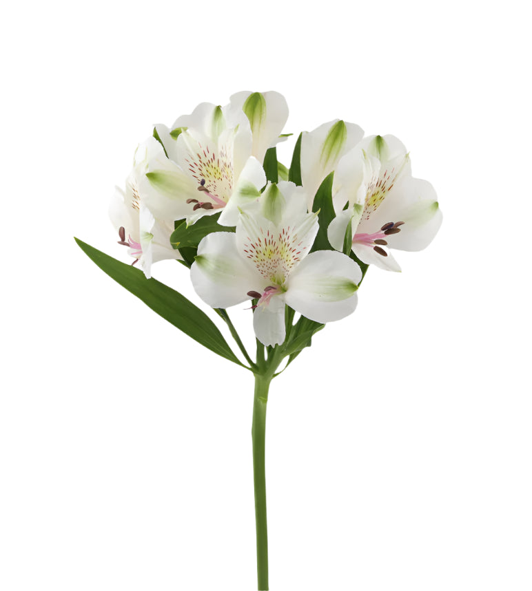Alstroemeria White Bianca Elite