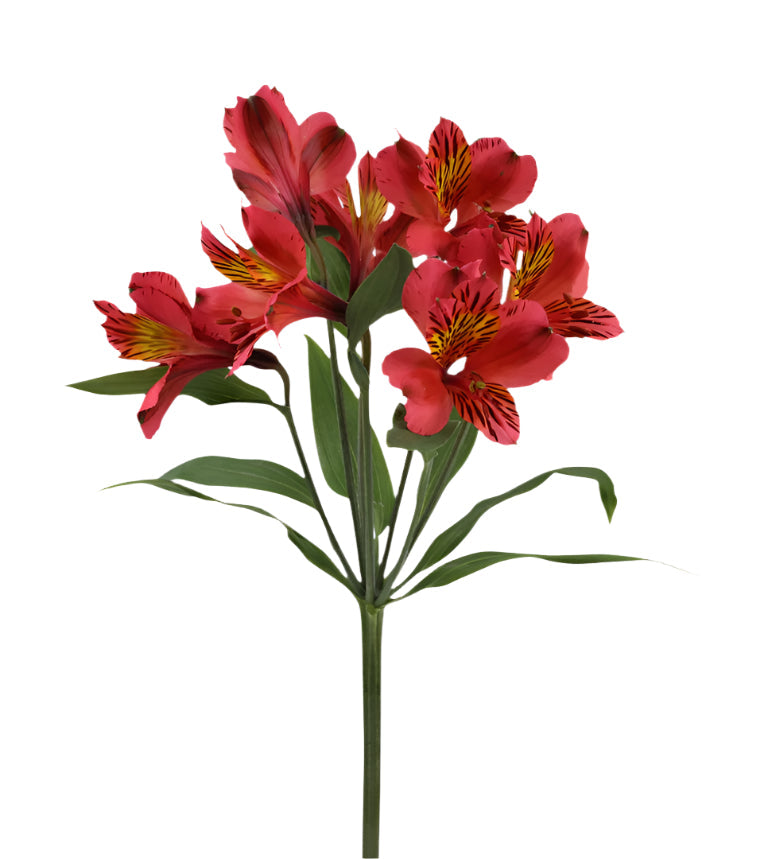 Alstroemeria Red Bodega Elite