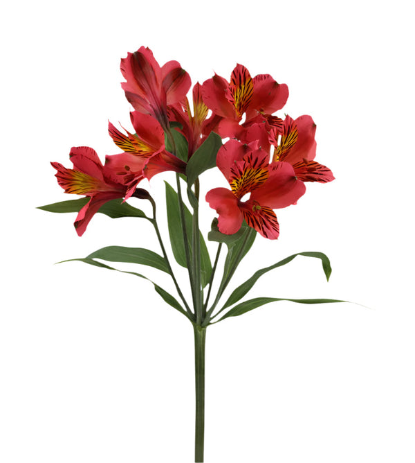 Alstroemeria Red Bodega Elite