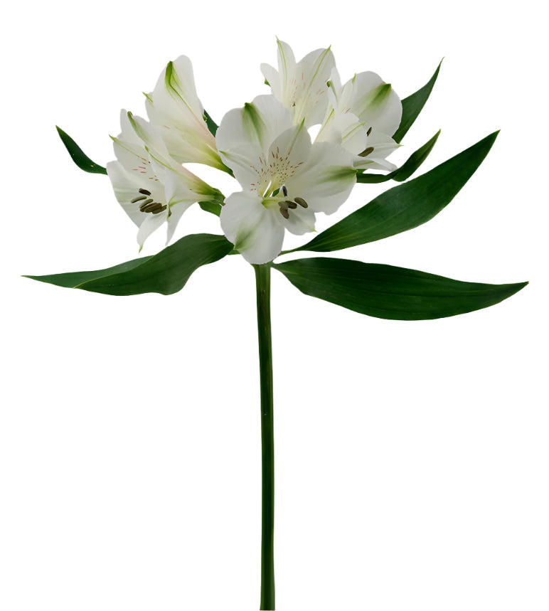Alstroemeria White Concorde Elite