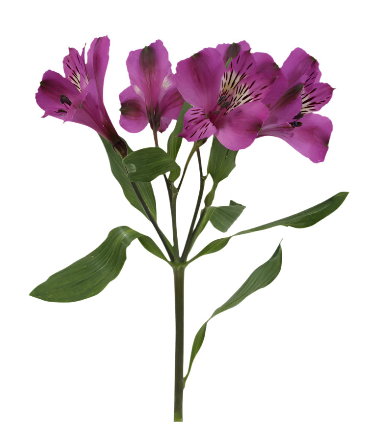 Alstroemeria Cote D'Azur Purple Elite