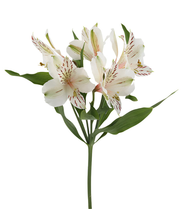 Alstroemeria White White Diamond Elite